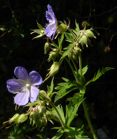 geranium pratense