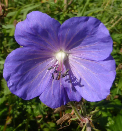 geranium pratense