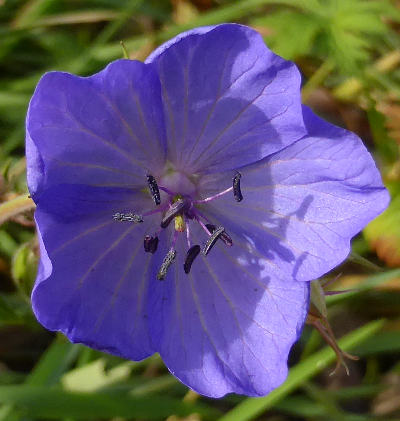 geranium pratense