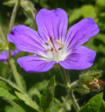 geranium pratense