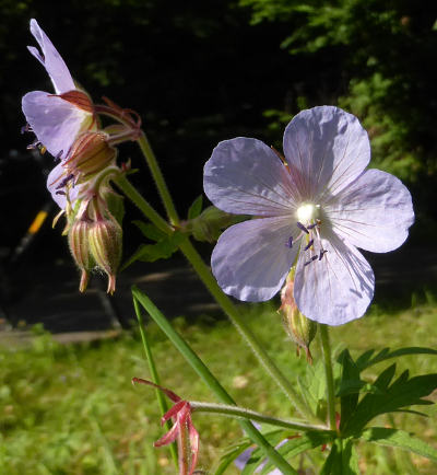 geranium pratense