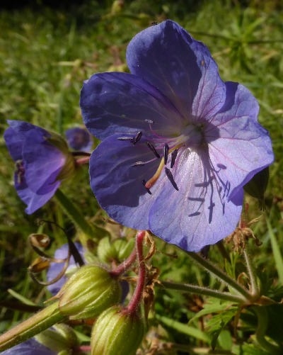 geranium pratense