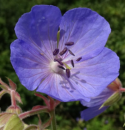 geranium pratense