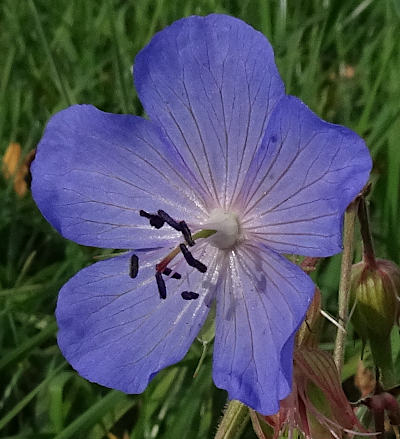 geranium pratense