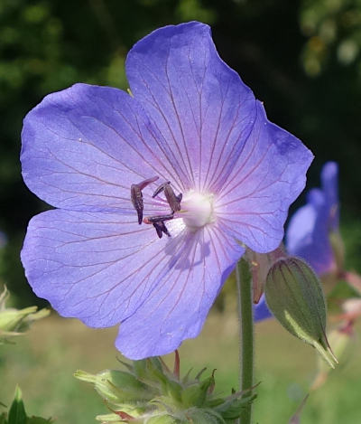 geranium pratense