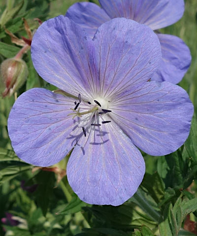 geranium pratense