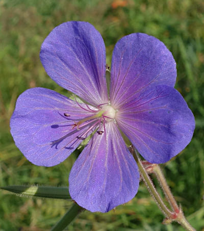 geranium pratense