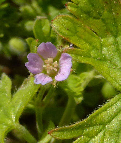 geranium pusillum