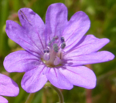 geranium pyrenaicum