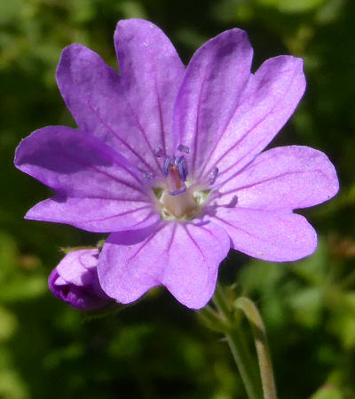 geranium pyrenaicum