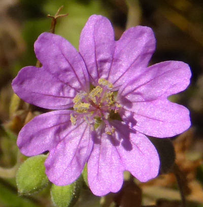 geranium pyrenaicum