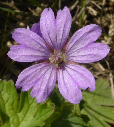 geranium pyrenaicum