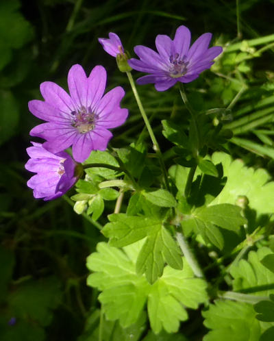 geranium pyrenaicum