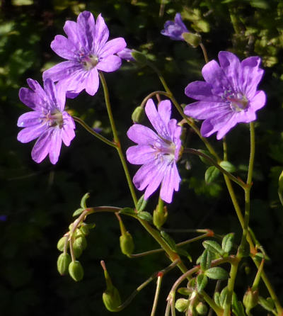 geranium pyrenaicum