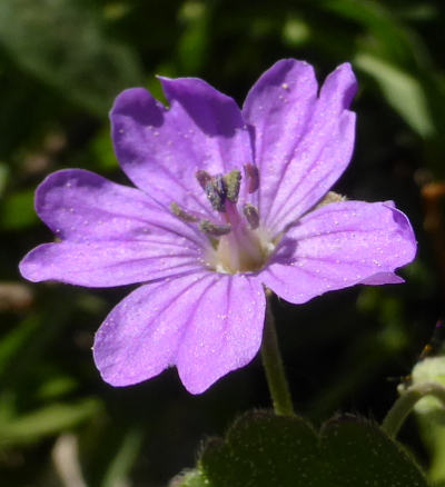 geranium pyrenaicum