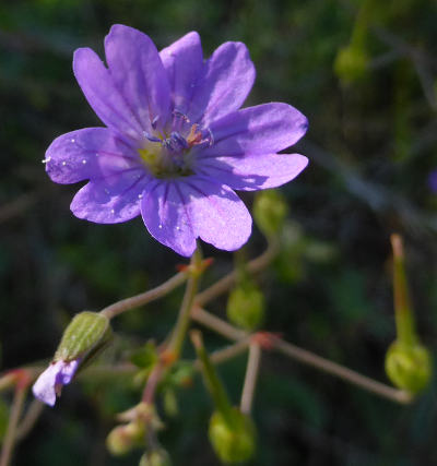 geranium pyrenaicum