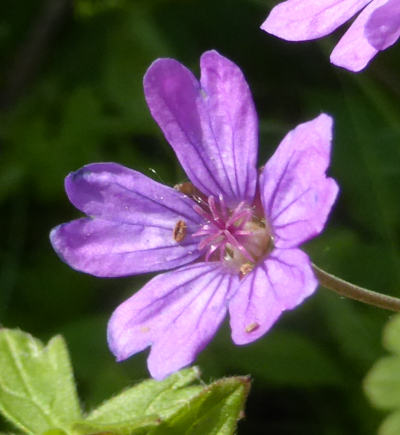 geranium pyrenaicum