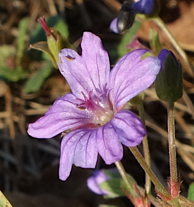 geranium pyrenaicum