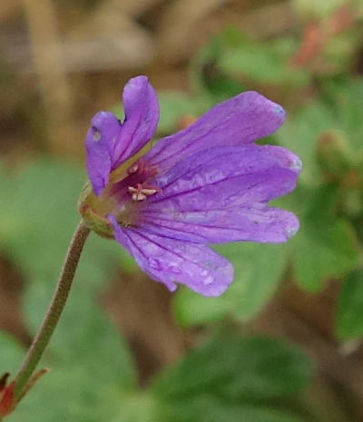 geranium pyrenaicum