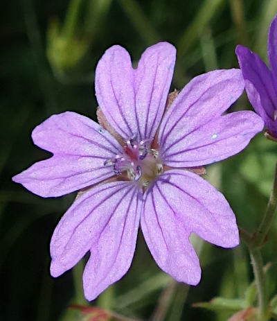 geranium pyrenaicum