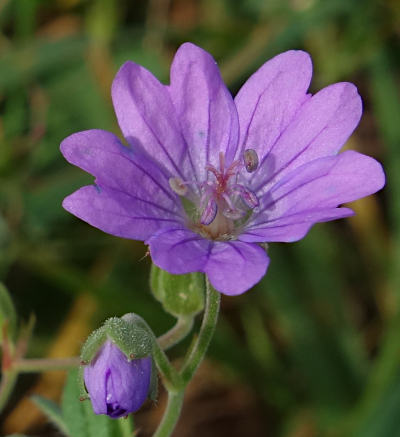 geranium pyrenaicum