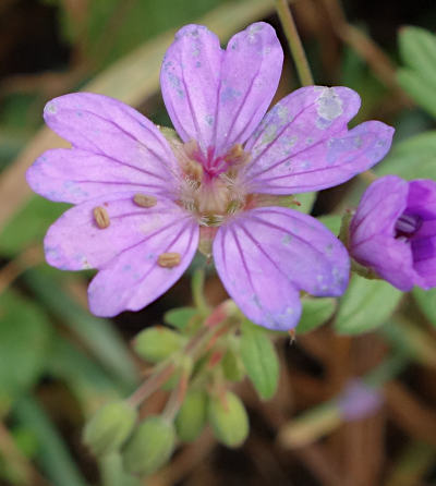 geranium pyrenaicum