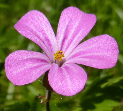 geranium robertianum