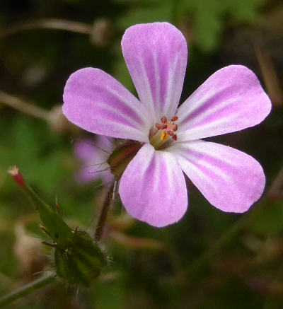 geranium robertianum