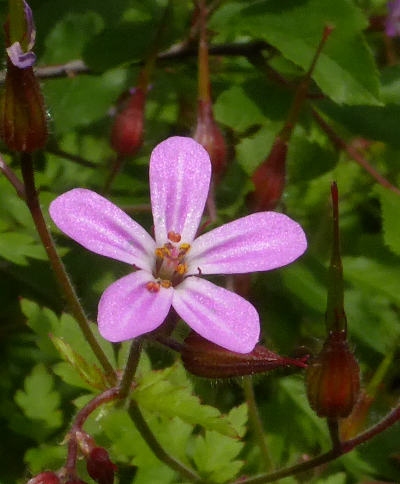 geranium robertianum