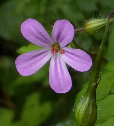 geranium robertianum