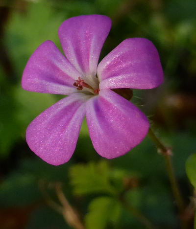 geranium robertianum