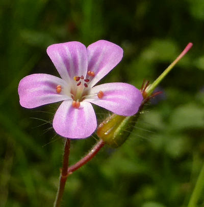 geranium robertianum