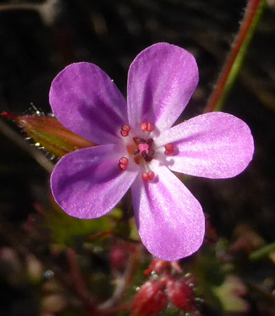 geranium robertianum