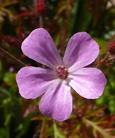 geranium robertianum