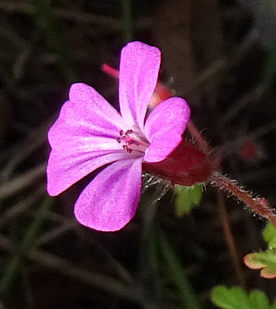 geranium robertianum