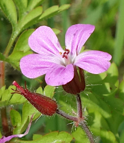 geranium robertianum