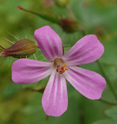 geranium robertianum