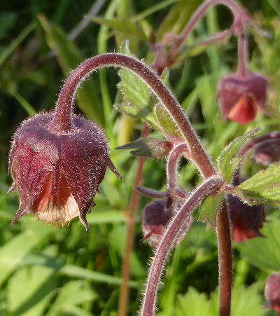 geum rivale