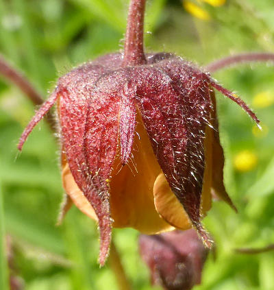 geum rivale