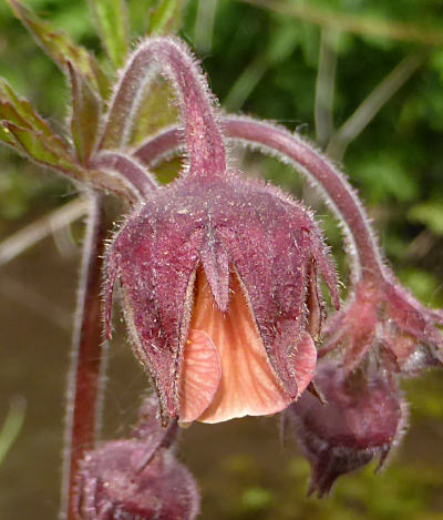 geum rivale