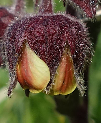 geum rivale