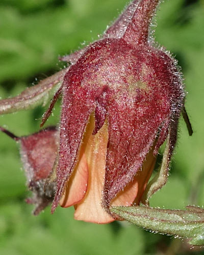 geum rivale