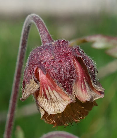 geum rivale