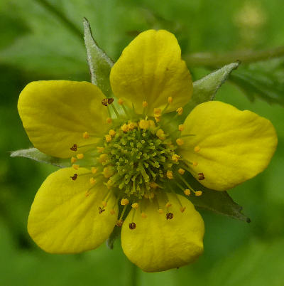 geum urbanum