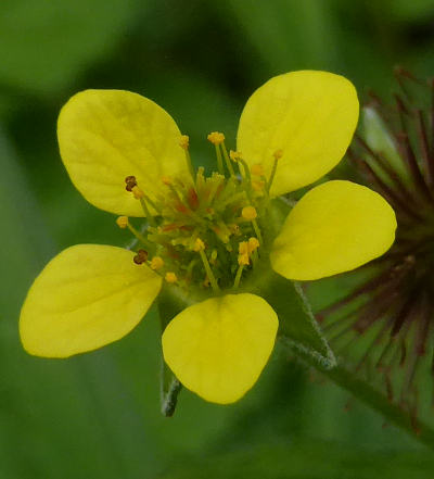 geum urbanum