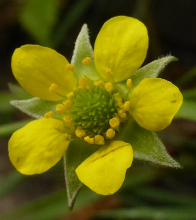 geum urbanum