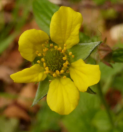 geum urbanum