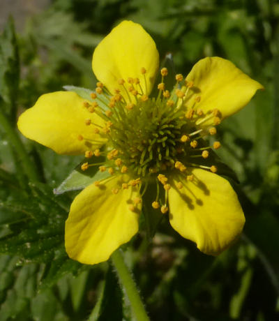 geum urbanum