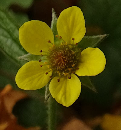 geum urbanum