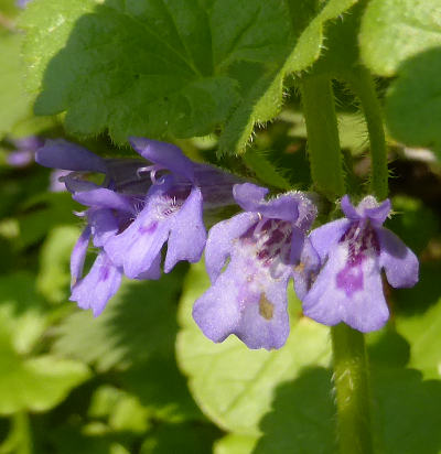 glechoma hederacea